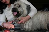 GRIFFES - SKYE TERRIER 069
